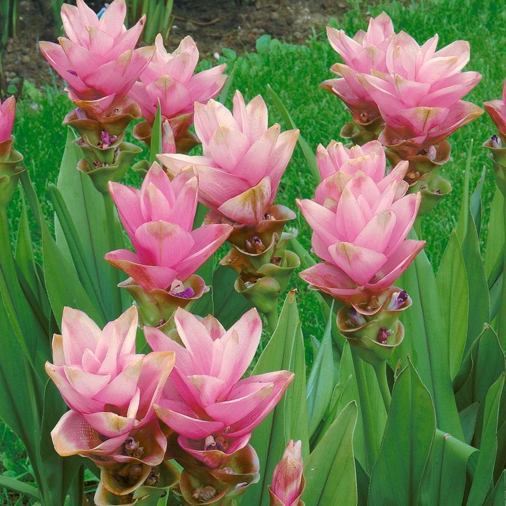 Curcuma - 3 Gallon - Walmart.com