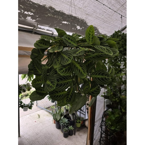 8" Pot - XL Plant Lemon Lime Prayer Plant, huge beautiful Plant- Get similar to picture