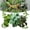 Watermelon Peperomia,calathea Orbifolia, variant on 5Pcs Reptile Terrarium Decor Set 3 Artificial Plants + 3.3ft Jungle Vine for Geckos Lizards Snakes Crabs
