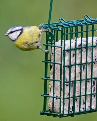 Heath Outdoor Products Wild Bird Suet Cake Bird Food Songbird's Blend, (12 Pack)