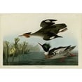 thumbnail image 2 of Audubon, John James 14x11 Gold Ornate Wood Framed with Double Matting Museum Art Print Titled - Red Breasted Merganser, 2 of 4