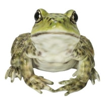 Hi-Line Gift Ltd 87822-B American Bullfrog Statue, 6.6-inch Length, Polyresin