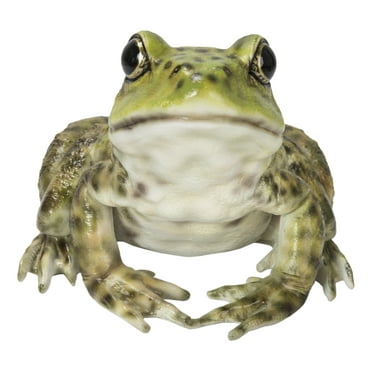 Hi-Line Gift Ltd 87822-B American Bullfrog Statue, 6.6-inch Length, Polyresin