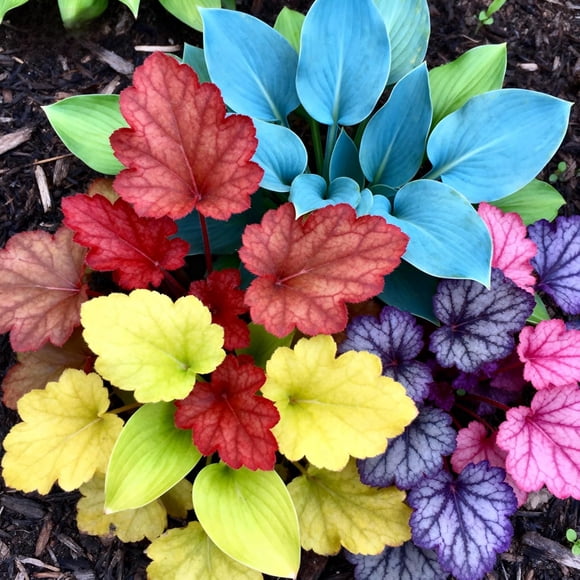 HIGHGW Rainbow Garden Hosta Seeds Mixed Colors Collection, 150 Pieces, Shade-Loving Perennial Plants for Garden Borders and Edging