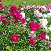 Mixed Colorful Peonies - 4 Roots - Red, Pink, White Peony Flowers-Attracts Butterflies, Bees & Hummingbirds - Sun and Shade Friendly-Spring Garden Perennial
