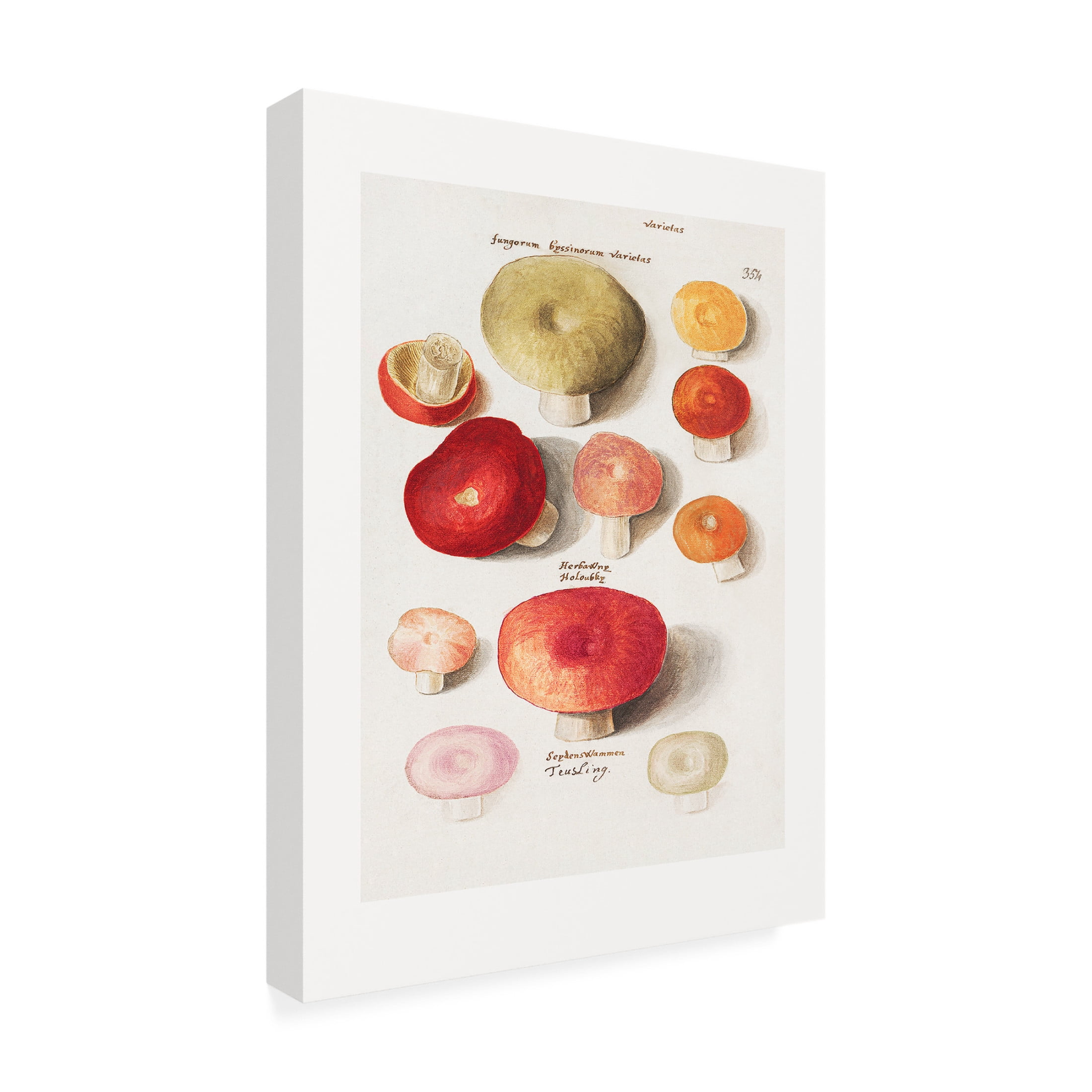 Trademark Fine Art Pictufy  Boleten, Boletales Standing Canvas Wall Art