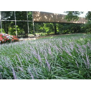 Classy Groundcovers - Lily Turf 'Big Blue' Lilyturf, Border Grass, Monkey Grass  {50 Bare Root Plants}