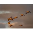 thumbnail image 2 of Sederquist, Betty 14x11 White Modern Wood Framed Museum Art Print Titled - Usa-California A flock of sandhill cranes flies at sunset-near Lodi-California, 2 of 4