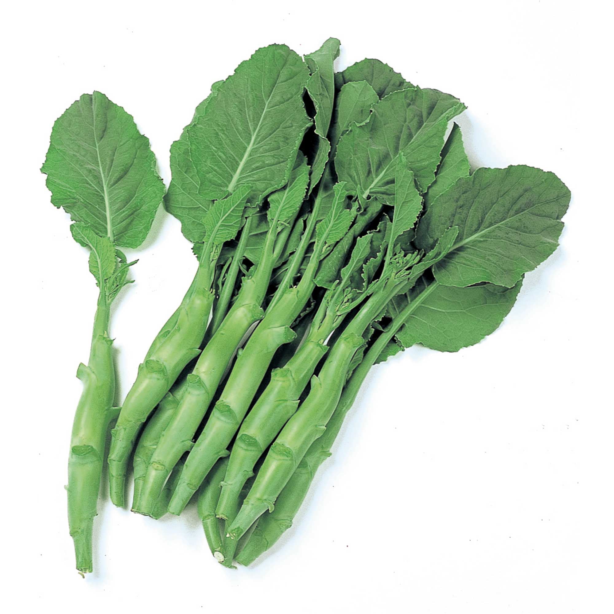 Broccoli Seeds Chinese Broccoli Kailaan 1 Lb 144000 Seeds NonGMO, Heirloom Asian