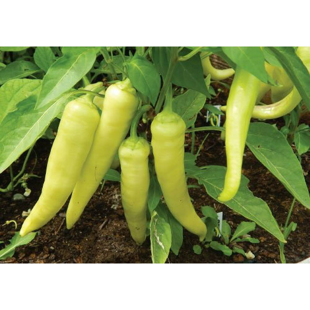 Sweet Banana Pepper 3 Live Plants 3" Pots Pickling!