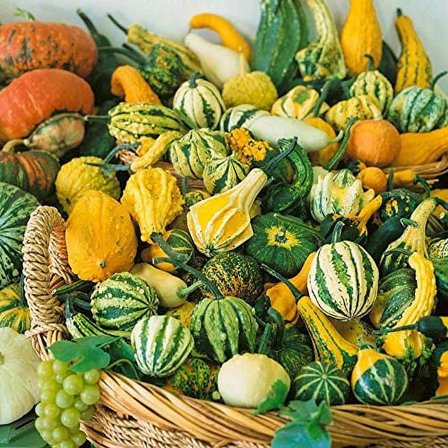 CZ Grain 50 Small Gourd Mix Plant Seeds, Easy Growing