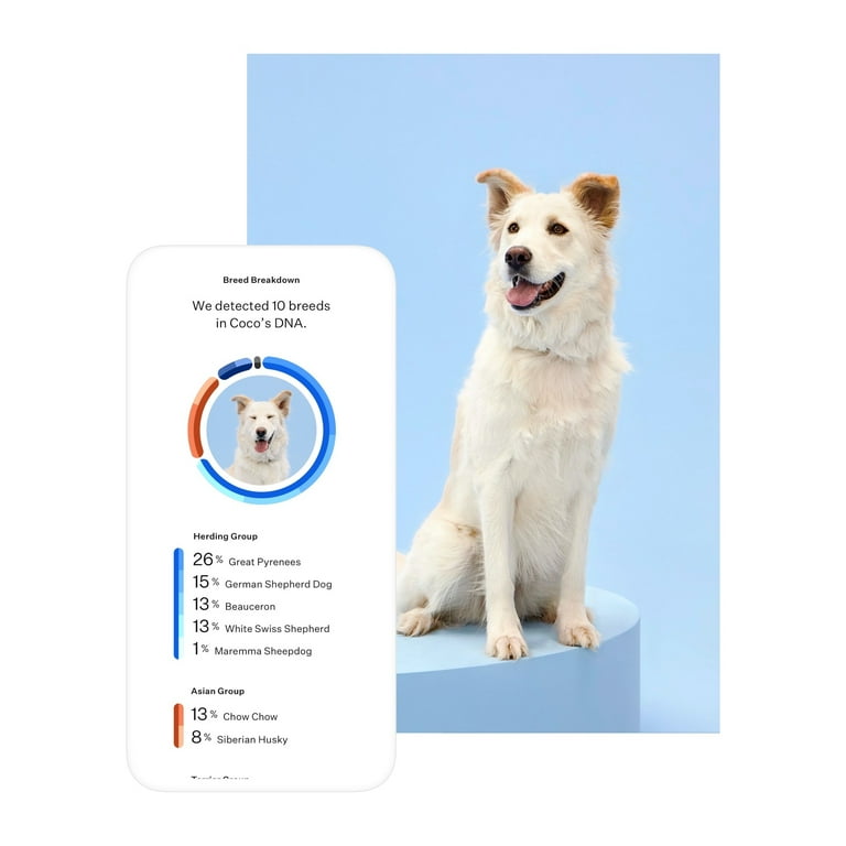 Can You Test To See What Breed Your Dog Is