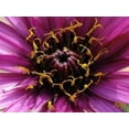 thumbnail image 3 of 50 MAMMOTH Sandwich Island SALSIFY White Root Vegetable Oyster Flower Seeds, 3 of 3
