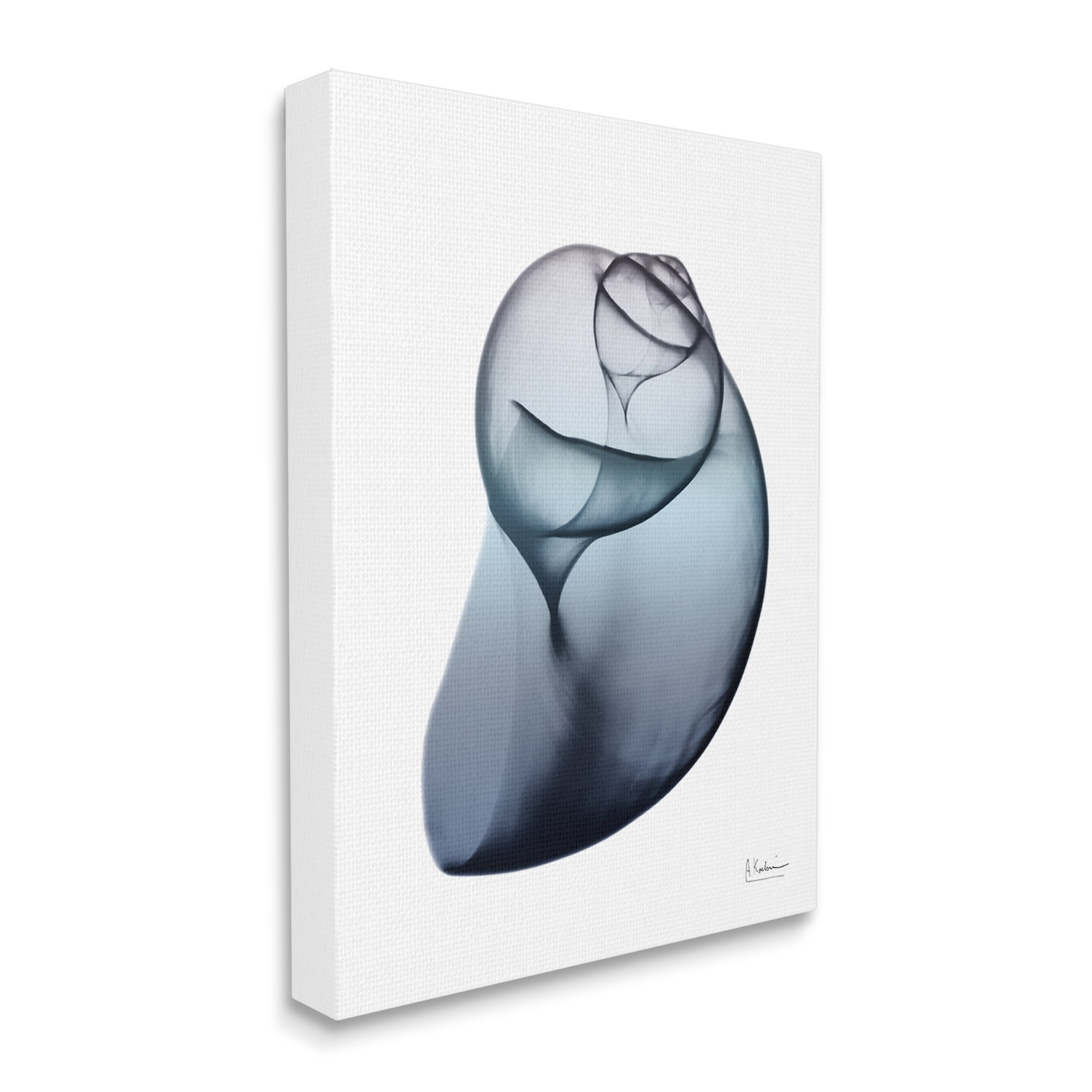 Stupell Industries Contemporary Snail Shell Abstract Photography Gallery Wrapped Canvas Print Wall Art, 36 x 48