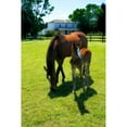 thumbnail image 3 of Hausenflock, Alan 17x24 Black Modern Framed Museum Art Print Titled - Mare and Foal II, 3 of 5