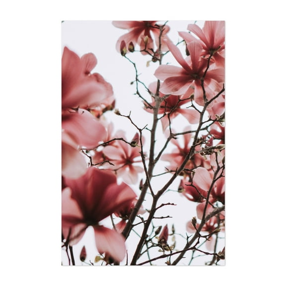 Yulan Magnolia - Visalia California Photography Floral Flowers Nature Botanical Cherry Blossom Garden Unframed Wall Art Print 4 x 6 inches