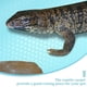 thumbnail image 3 of BESTYASH Alfombra Para Terrario De Reptiles Transpirable Y Duradera Para Y, 3 of 5