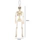 thumbnail image 4 of Accesorio humano de Halloween espeluznante, esqueleto, figura de juguete, esqueleto, fiesta, novedad, juguete divertido, 4 of 8