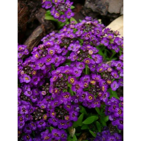 Green River Seeds 25 Sweet Alyssum Deep Purple Seeds - Tiny Colorful Flowers for Spring and Fall Gardening, Ideal for Hanging Baskets and Pathways