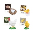 thumbnail image 4 of Figurines de Cycle de Vie Jouet Éducatif Réaliste pour Fêtes Cycles Modèle de Croissance Poulet, 4 of 9