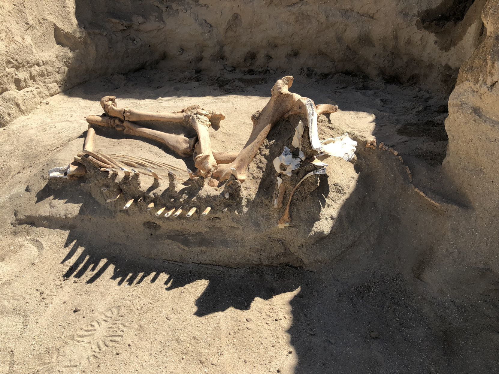 LAMINATED POSTER24X36 Prehistoric horse skeleton found in Lehi, Utah ...
