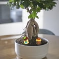 thumbnail image 5 of 10 Uds. Casa de árbol, micropaisajismo, maceta de flores suculentas, accesorios, decoración de pasteles, decoración de mesa, 5 of 5