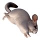 thumbnail image 1 of unbranded 1Ud Chinchilla Para De Escritorio Y Espacios Hogareños, 1 of 6