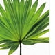 thumbnail image 4 of Póster de arte de pared con hojas de palmera y plantas verdes tropicales, pintura sobre lienzo. Palmetto Leaf M, 4 of 9
