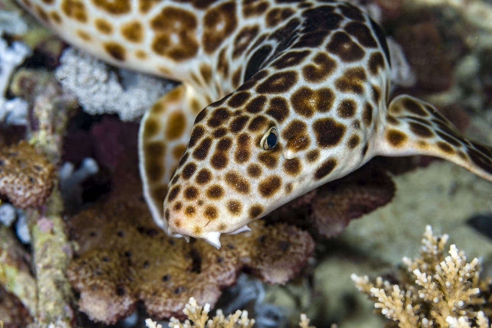 Walking bamboo shark Milne Bay Papua New Guinea Poster Print by Bruce