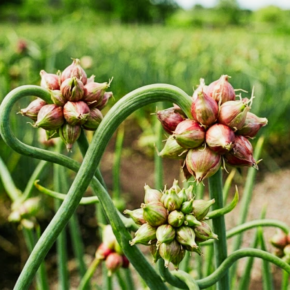 100 Egyptian Walking Onion Seeds for Planting, High Yield Walking Onion Plant for Vegetable Garden, Suited for Zone 3 to 10