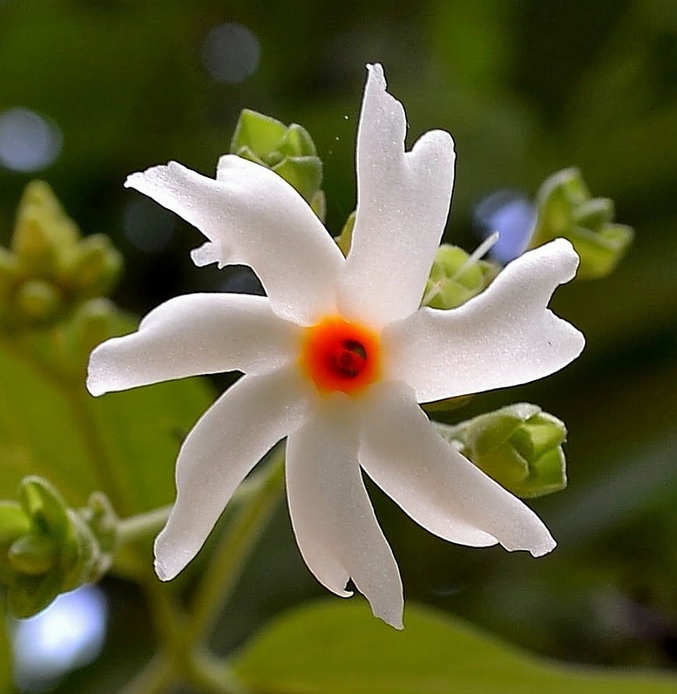 Sad Tree Night Blooming Jasmine Plant Nyctanthus arbortristis 4