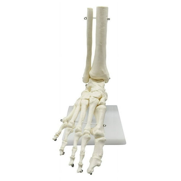 Esqueleto Humano 1:1 Modelo de AnatomíA del Pie, Pie y Tobillo con VáStago Modelo AnatóMico Recursos de EnseñAnza de AnatomíA
