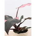thumbnail image 7 of Pink Princess Philodendron - Live Starter Plant in a 2 Inch Pot - Philodendron Erubescens Pink Princess - Extremely Rare Indoor Houseplant, 7 of 7