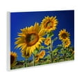 thumbnail image 4 of Stupell Industries Bright Sunflowers with Blue Sky Plants & Flowers Photography Unframed Art Print Wall Art, 15 x 10, 4 of 8