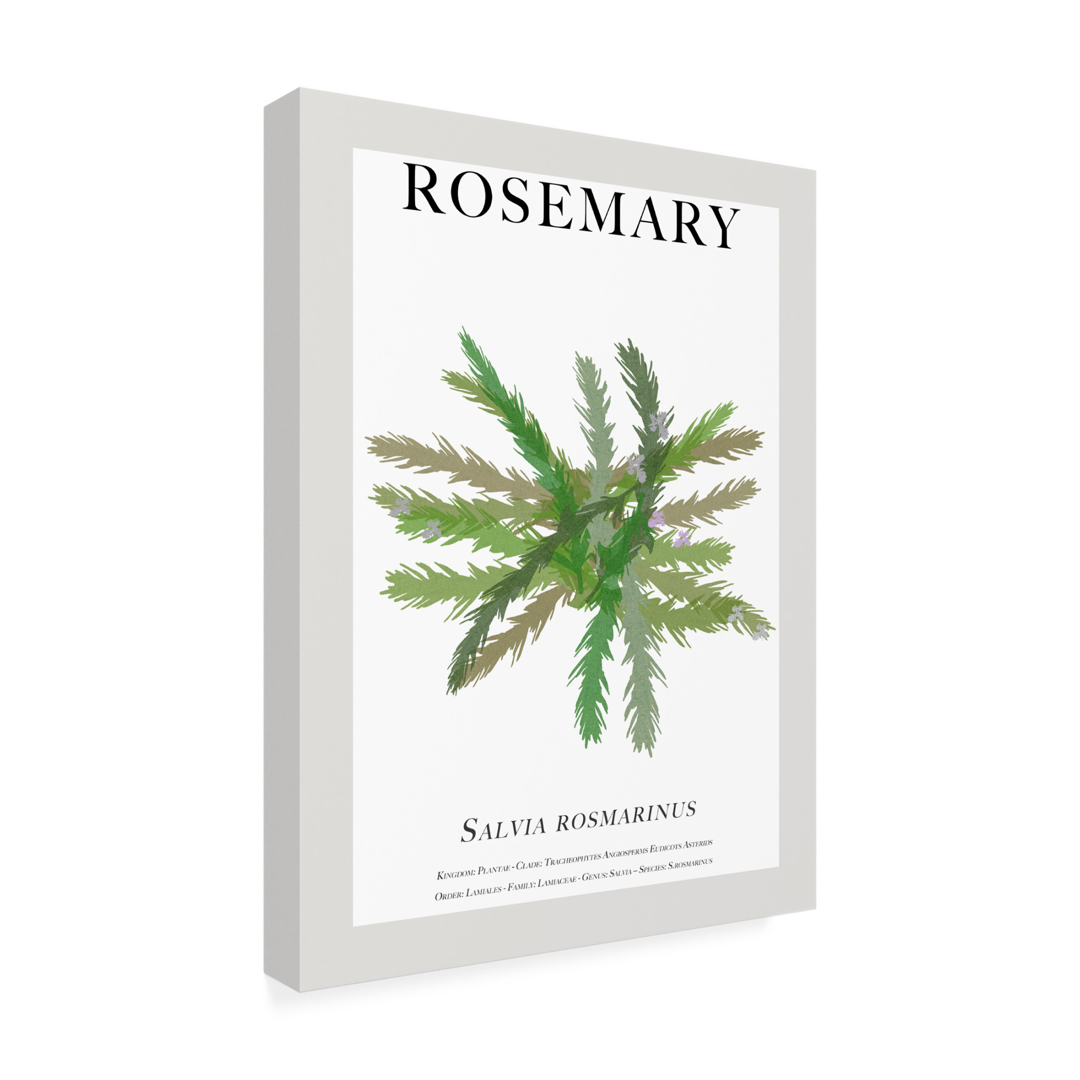 Trademark Fine Art Cartissi Rosemary Canvas Wall Art