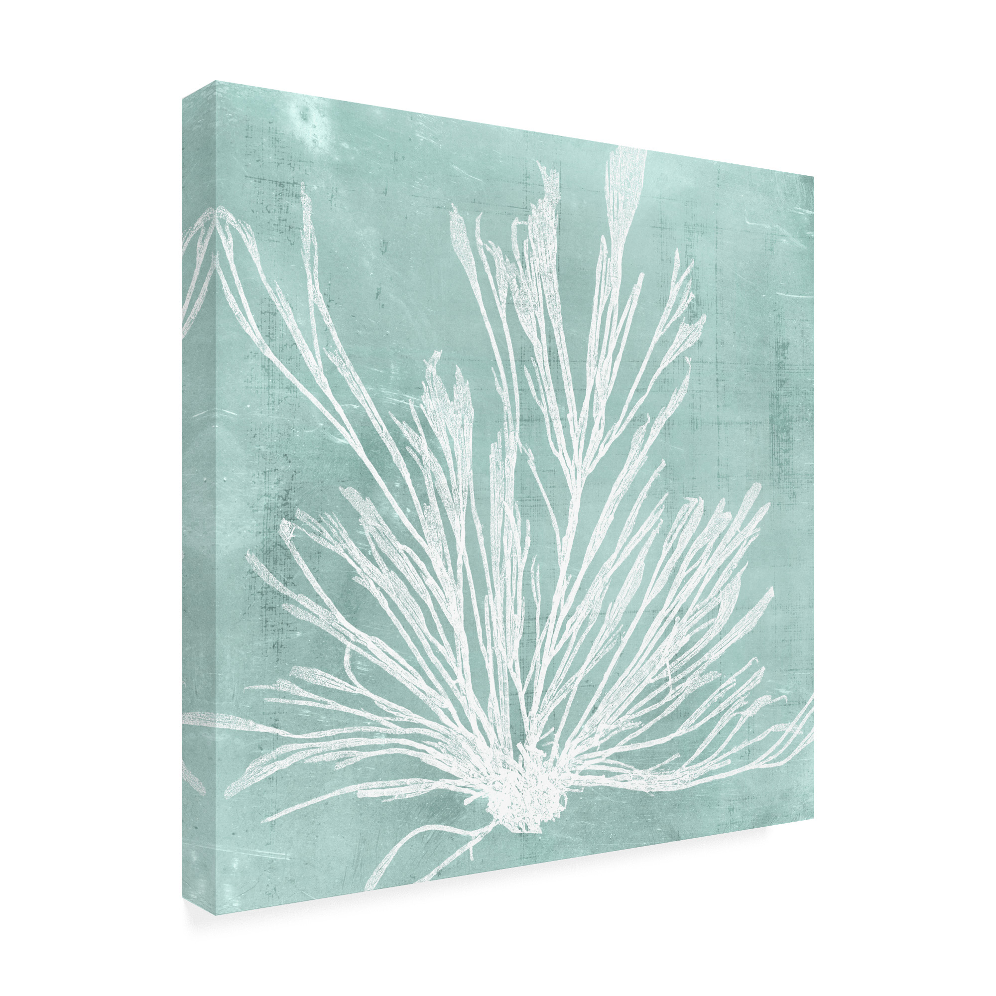 Trademark Fine Art 'Seaweed on Aqua IX' Canvas Art by Vision Studio