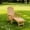 1Pcs Teak, variant on Jopath Adirondack Chair, Outdoor Lounge Chair Adjustable Backrest with Pull-Out Footrest for Patio Garden Outdoors Fire Pit Teak