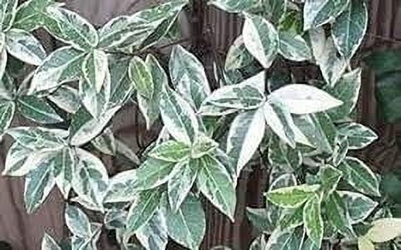 Variegated Confederate Jasmine  2 Extra Large 3 Gallon Plants  Trachelospermum jasminoides Variegata  Eye-Catching Climber  Perfect for Garden Walls and Trellises