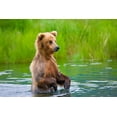 thumbnail image 2 of Su, Keren 24x17 Black Ornate Wood Framed with Double Matting Museum Art Print Titled - Brown Bear standing in Brooks River-Katmai National Park-Alaska-USA, 2 of 4