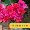thumbnail image 5 of 6 Torch Glow Bougainvillea | Live Plants in 2.5-inch Nursery Cubes | “Bougainvillea Spectabilis” Variety | Woody Evergreen Vines and Shrubs | Vibrant Pink Blooms for Home and Garden Landscaping, 5 of 5