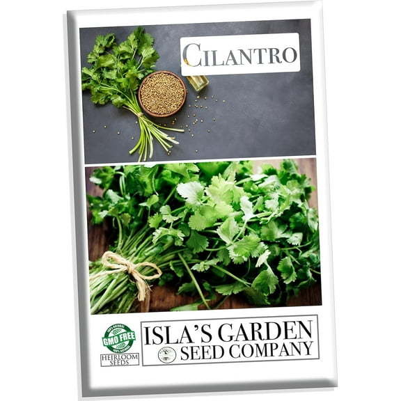 Cilantro Seeds for Planting - 500  Non-GMO Heirloom Coriander Seeds, Coriandrum sativum, (Isla's Garden Seeds), Perfect for Herb Gardens & Gifts