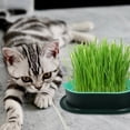 thumbnail image 5 of RENACLIPY Plastic Soilless Cat Grass Box for Home Gardening, Assorted Colors, Indoor Plant Kit, 5 of 8