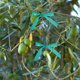 thumbnail image 3 of 2 rollos de cintas de corbata de jardín convenientes árboles de injerto de injerto cintas de corbata estacionada cinta de planta cinta adhesiva, 3 of 5