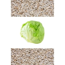 3000 *SEEDS - Iceberg Lettuce - Lactuca Sativa Vegetable Seeds