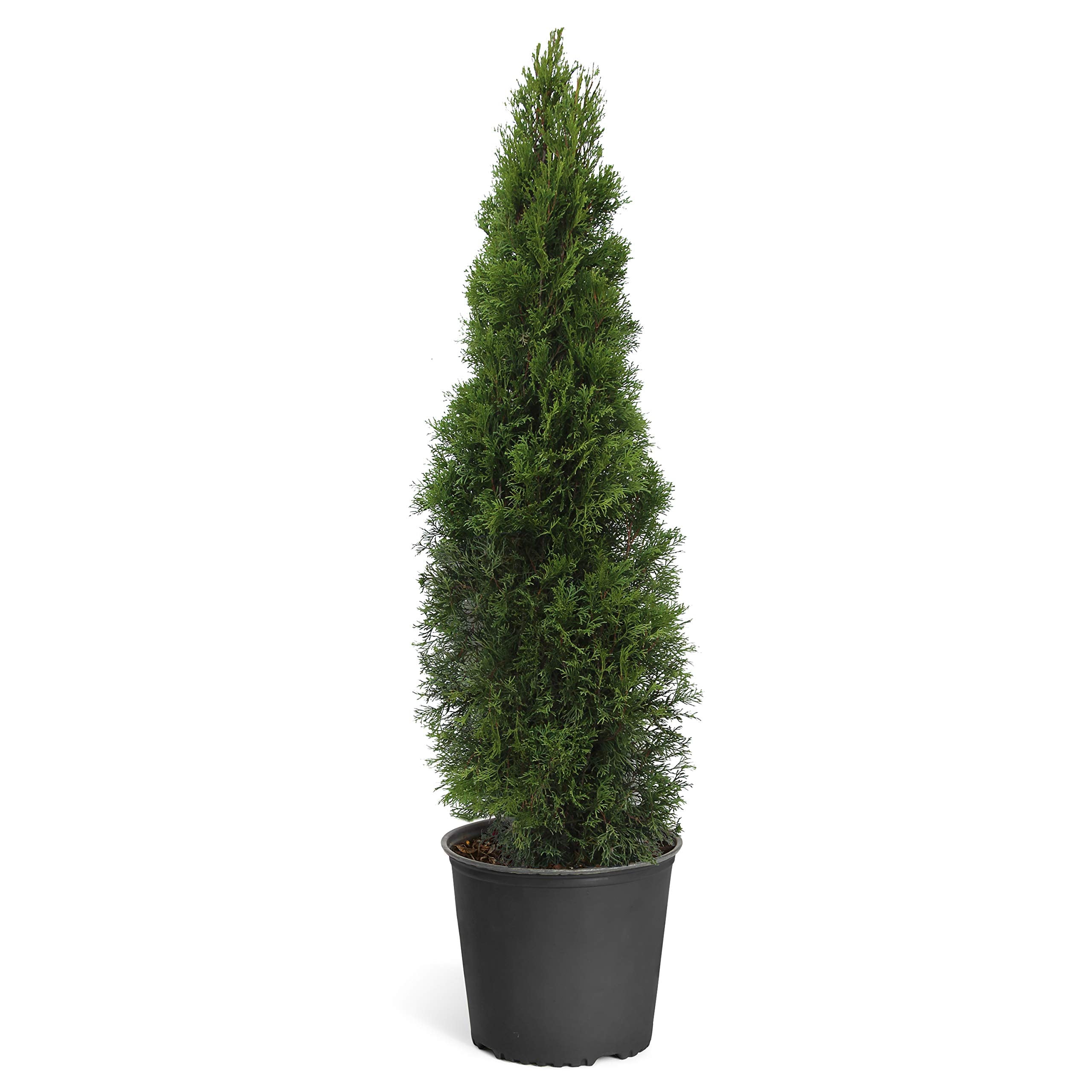 (2 pack) Expert Gardener 2.25G Arborvitae Emerald Green Live Plants Full Sun Green