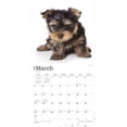 thumbnail image 3 of The Beauty of Yorkshire Terrier Puppies | 2024 12x24" Wall Calendar | StarGifts, 3 of 8