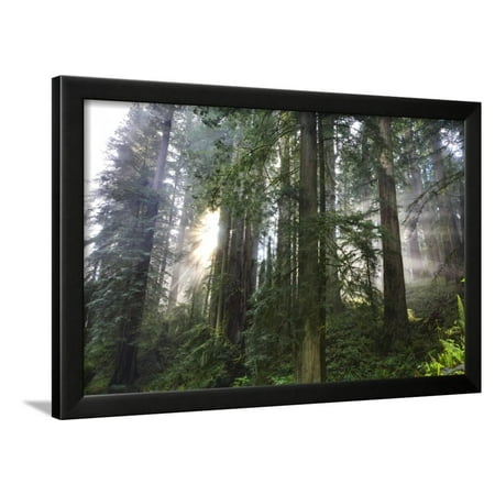- Redwood Trees in Morning Fog with Sunrays Framed Print Wall Art By Terry Eggers
