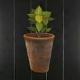 thumbnail image 2 of Atelier B Art Studio 15x15 White Modern Wood Framed Museum Art Print Titled - Plant of Bay Leaves, 2 of 4