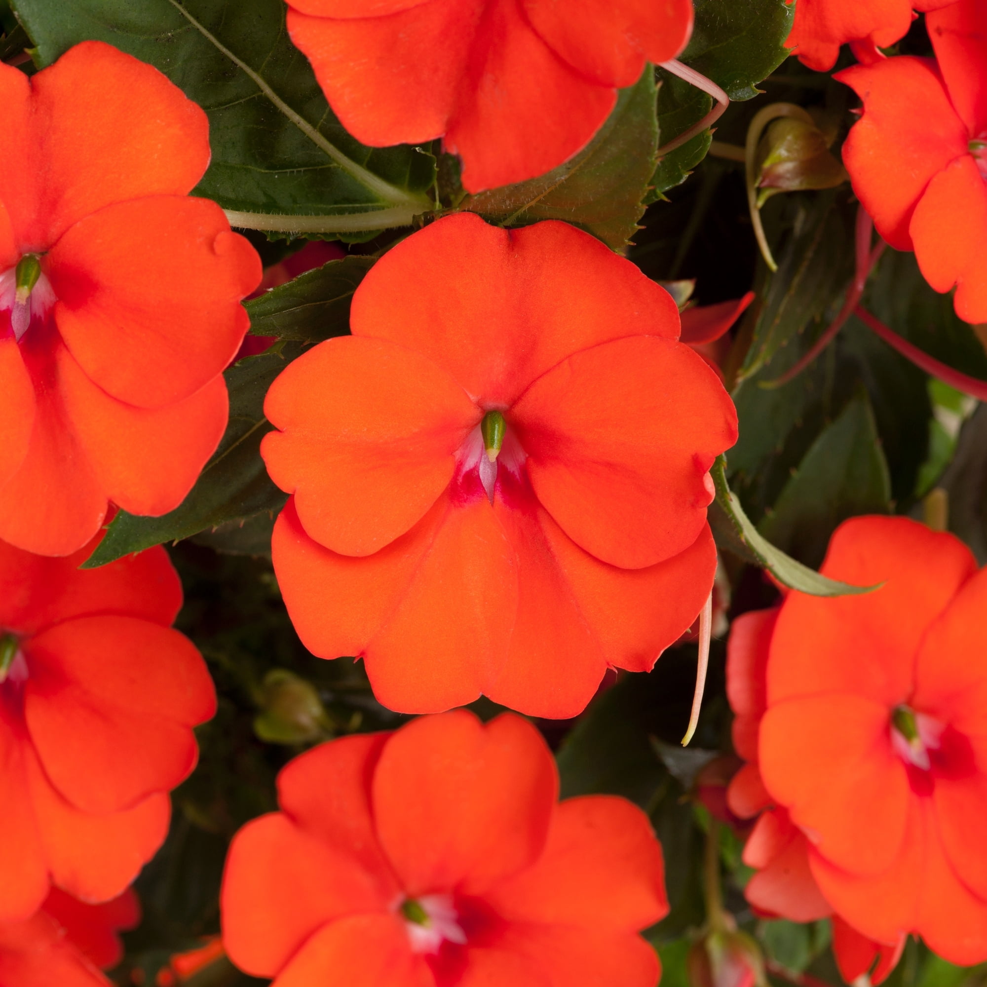 2.5 in. Impatiens Jumbo Splash Vigorous Orange Live Annuals with Filtered Sun 3- Piece