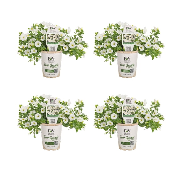 Proven Winners 4" Superbells White Calibrachoa Live Plant in 4.25" Pot (4 Count)
